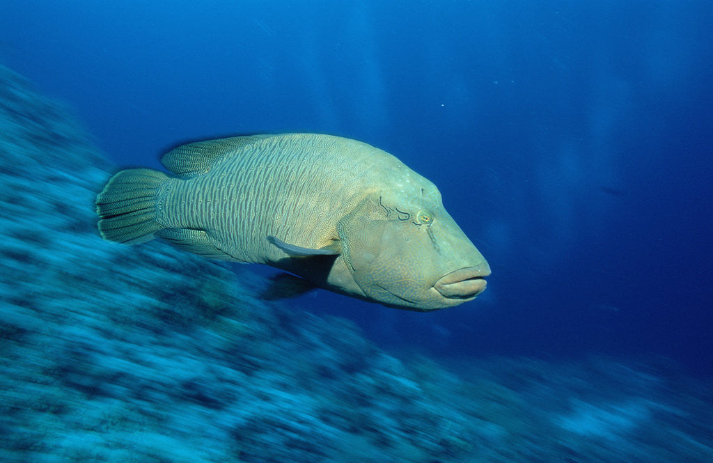 Detail of Humpback Wrasse (Cheilinus undulatus), Indo-Pacific Ocean. by Anonymous