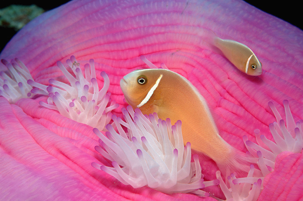 Detail of Pink Anemonefishes in a Sea Anemone (Amphiprion perideraion), Pacific Ocean. by Anonymous