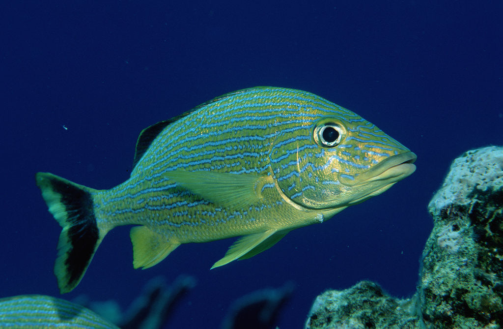 Detail of French Grunt (Haemulon flavolineatum) Caribbean by Anonymous