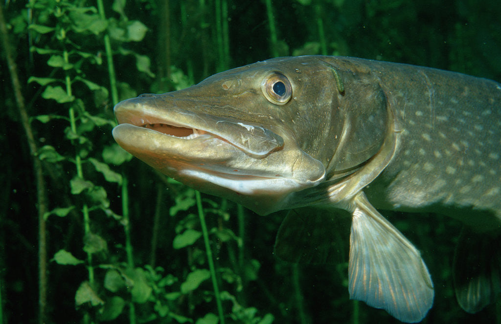 Detail of Pike head (Esox lucius). by Corbis
