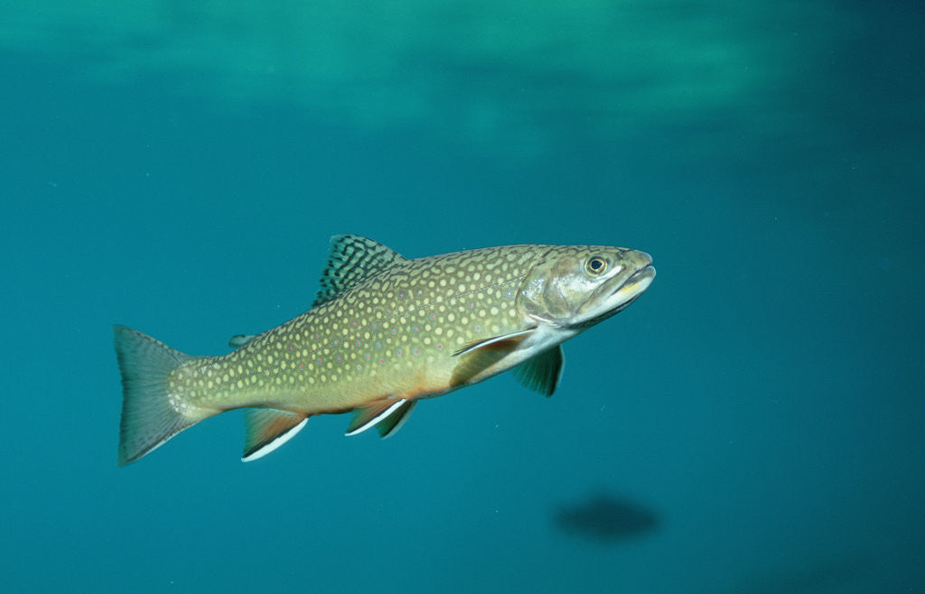 Detail of Brook Trout (Salvelinus fontinalis). by Anonymous
