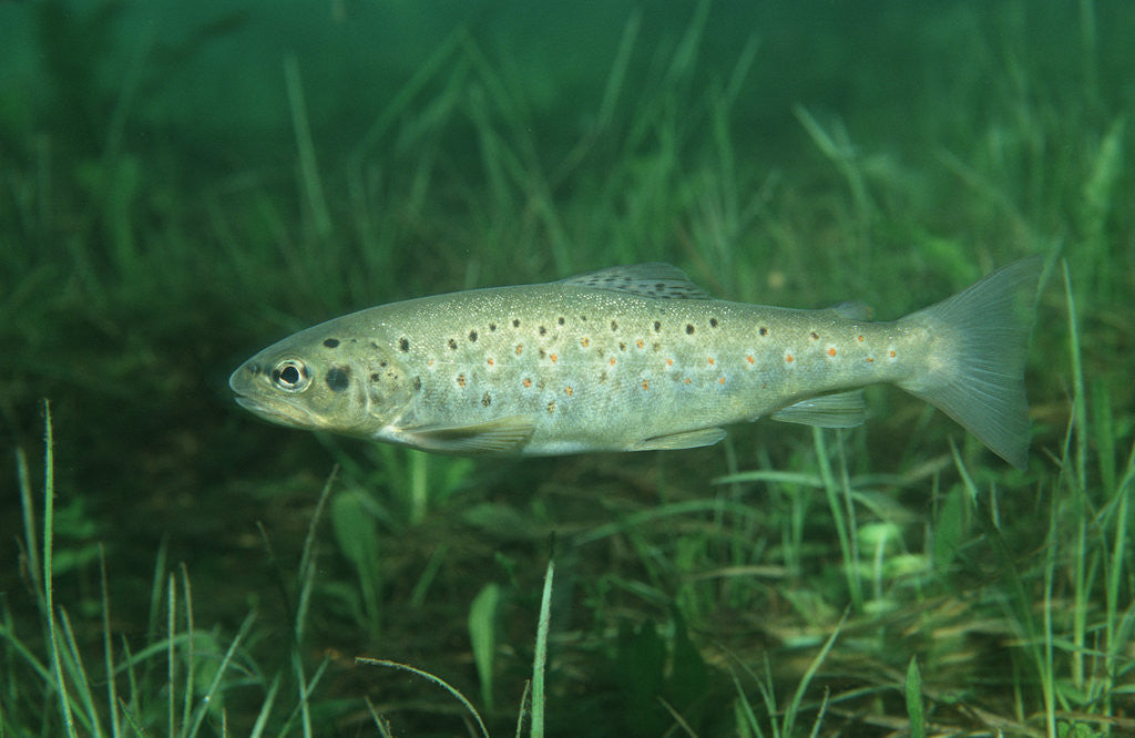 Detail of Trout (Salmo trutta), Austria, Europe. by Anonymous
