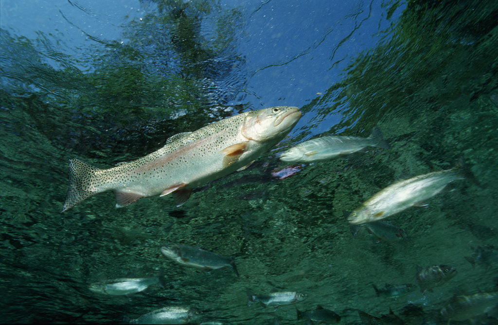 Detail of Rainbow Trout (Oncorhynchus mykiss) by Anonymous