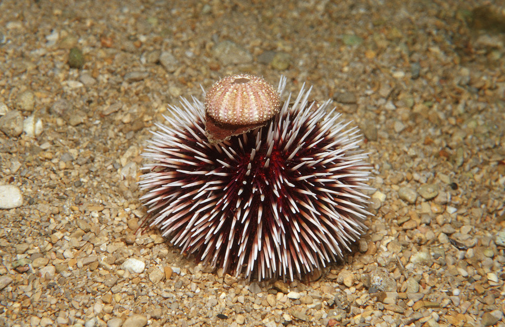 Detail of Violet Sea Urchin living animal and its test or shell on its top (Sphaerechinus granularis) by Anonymous