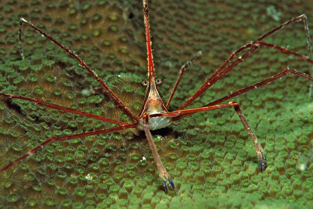 Detail of Spider crab, Stenorhynchus seticornus, British Virgin Islands, BVI, Caribbean Sea, Leeward Islands by Anonymous