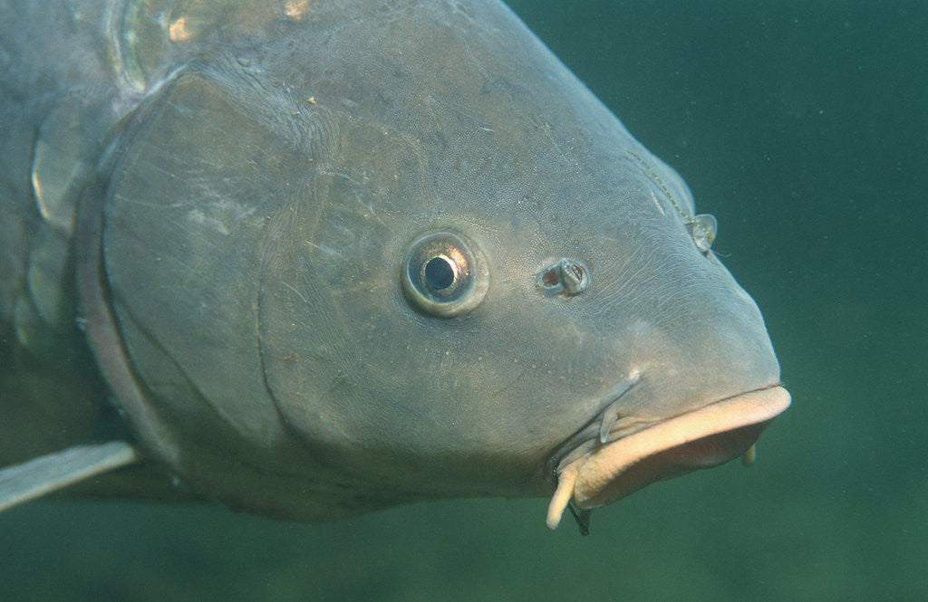 Detail of Carp head (Cyprinus carpio), Germany. by Anonymous