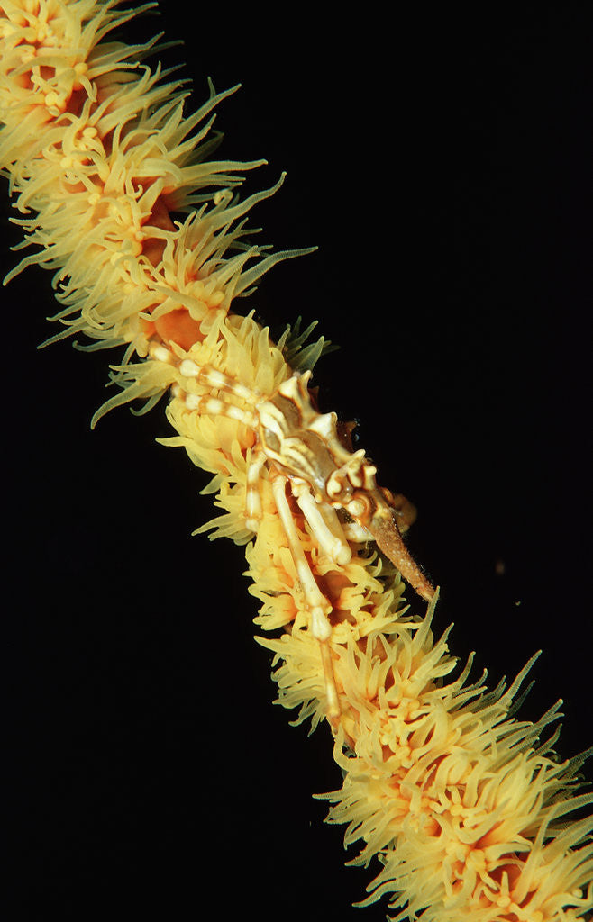 Detail of Gorgonian Crab (Xenocarcinus tuberculatus), Indonesia, Indo-Pacific Ocean. by Anonymous
