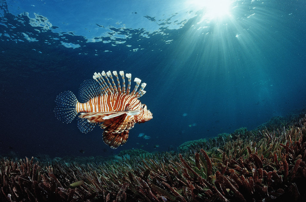 Detail of Lionfish or Turkeyfish (Pterois volitans), Indonesia. by Anonymous