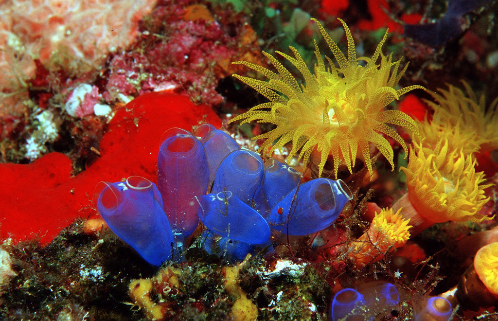Detail of Blue Sea Squirts or Tunicates (Dendrophillia) and Yellow Cave Coral (Tubastrea) by Corbis