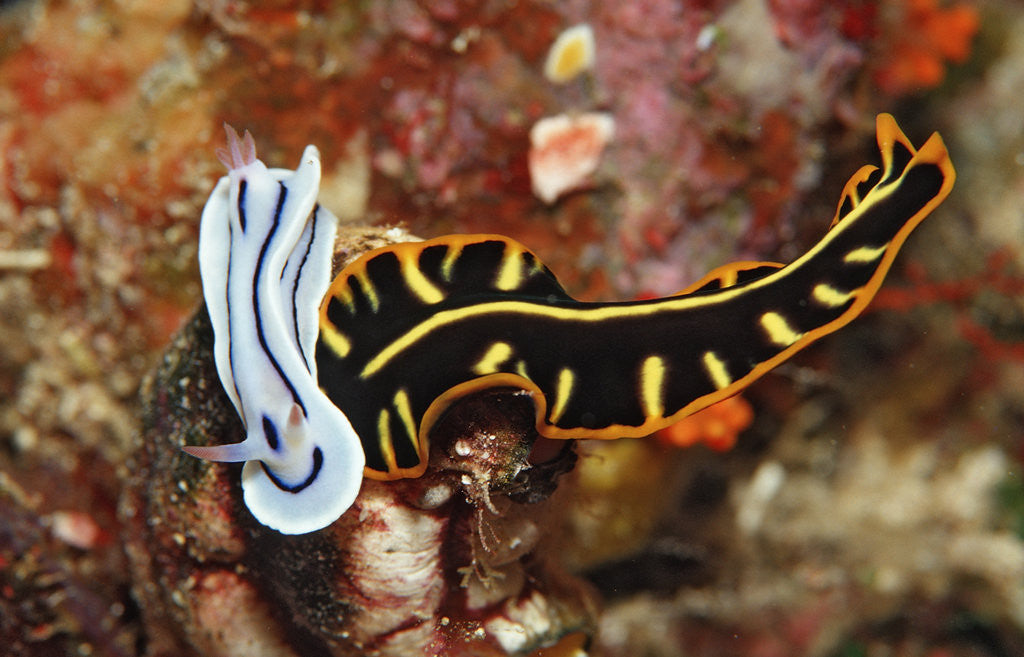 Detail of Marine Flatworm and a Sea Slug or Nudibranch (Chromodoris willani) by Anonymous