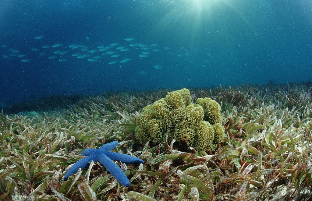 Detail of Blue Starfish (Linckia), Corals, and Sea Grass, Indonesia, Sulawesi, Indian Ocean. by Corbis