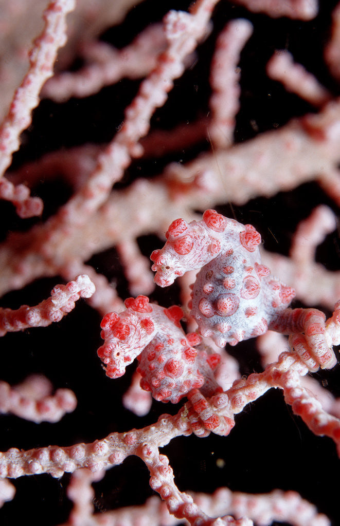 Detail of Two Pigmy-Seahorses (Hippocampus bargibanti) on a Sea Fan, Komodo National Park, Indian Ocean. by Anonymous