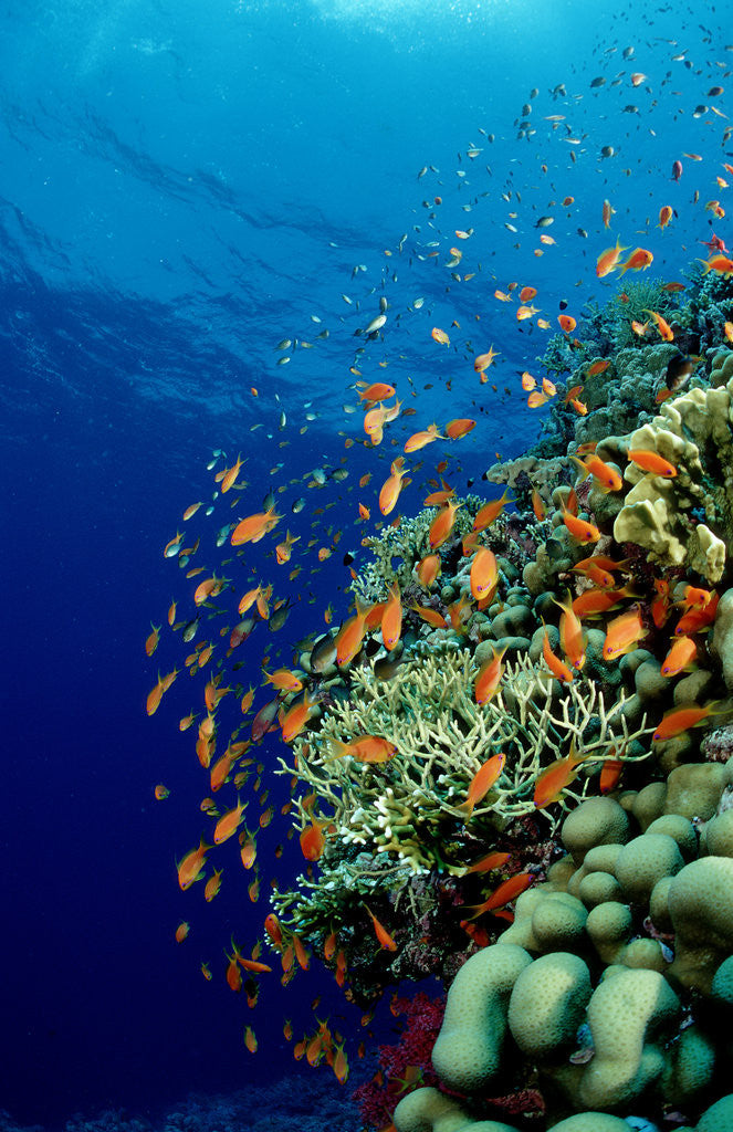 Detail of Schooling Lyretail Anthias and near a coral reef. (Pseudanthias squamipinnis) Red Sea by Anonymous