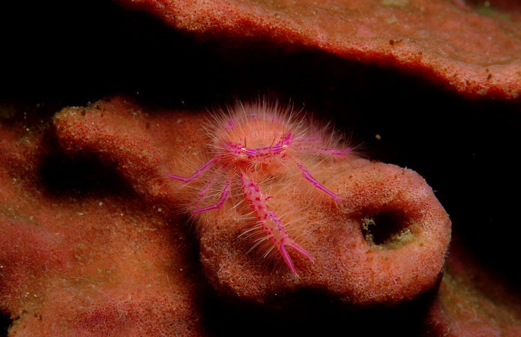 Detail of Sponge Crab or Squat Lobster (Lauriea siagiani), Komodo National Park, Indian Ocean. by Anonymous