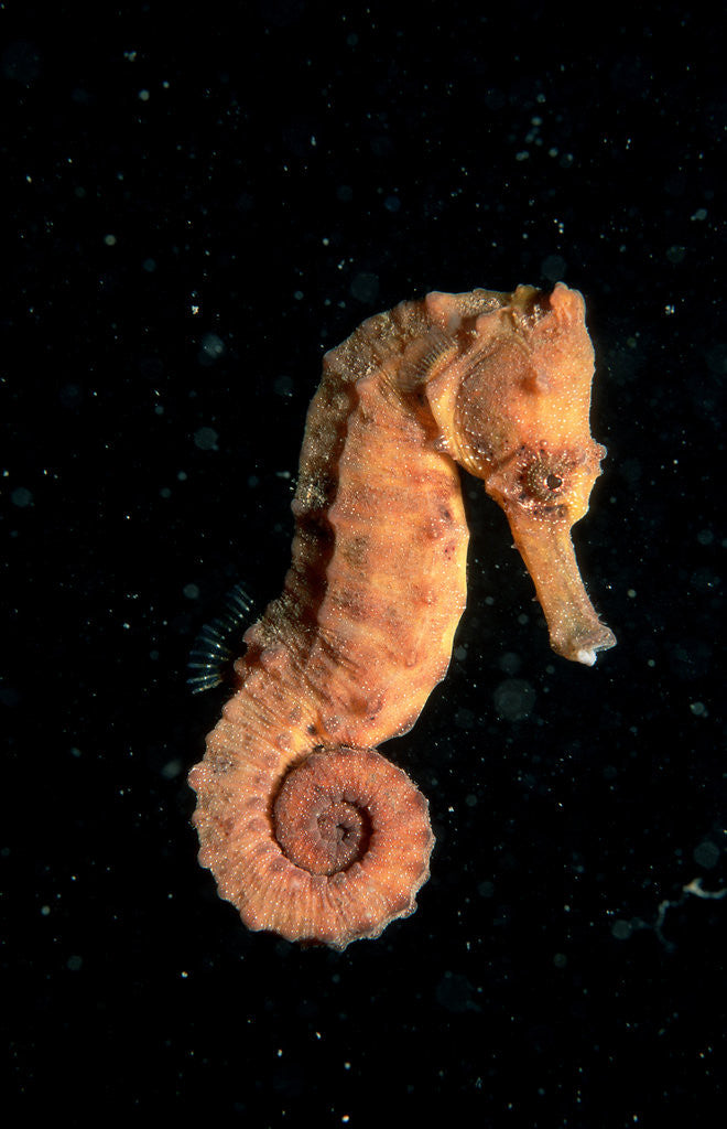 Detail of Longsnout Seahorse (Hippocampus reidi), Pacific Ocean. by Anonymous