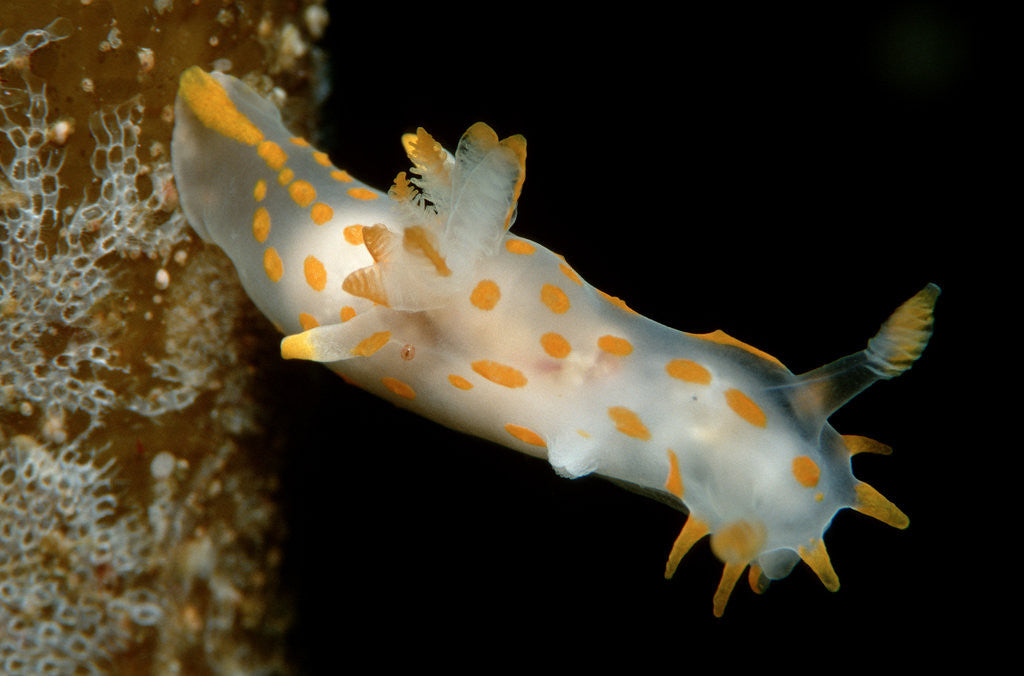 Detail of Nudibranch (Limacia clavigera), Atlantic Ocean. by Anonymous