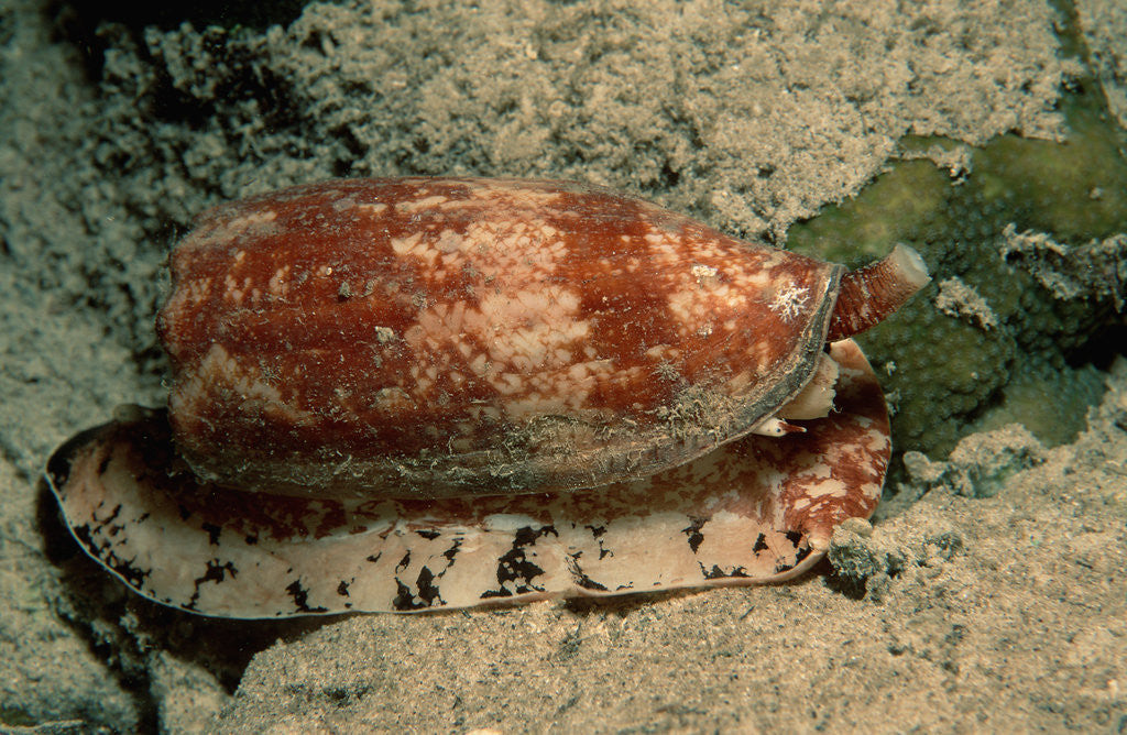 Detail of Front-Gilled or Geographic Cone Snail (Conus geographus), Pacific Ocean. by Anonymous
