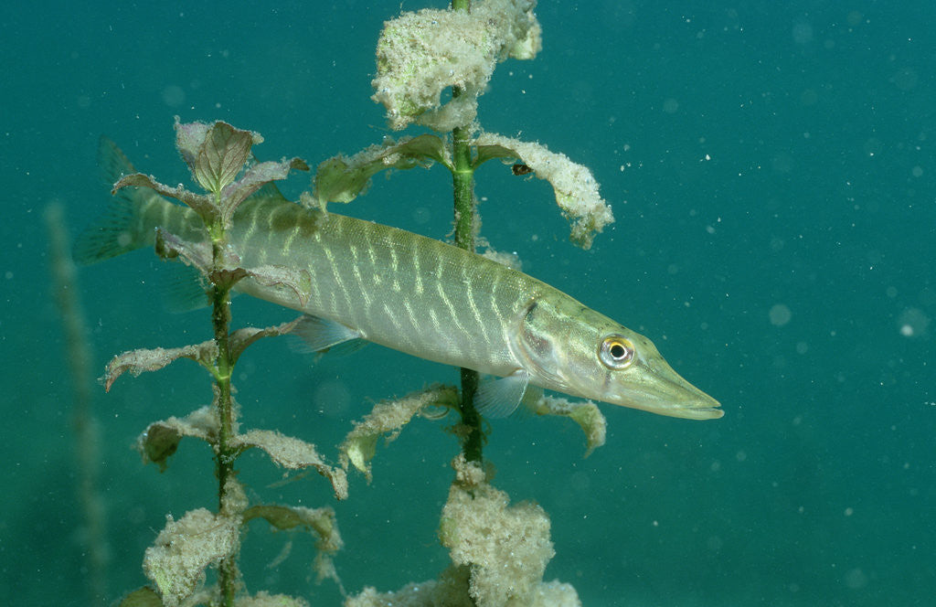 Detail of Pike (Esox lucius), Bavaria, Germany, Europe. by Anonymous