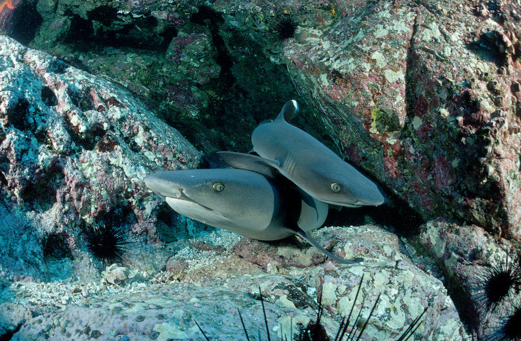 Detail of Hunting Whitetip Reef Sharks (Triaenodon obesus), Central America, Pacific Ocean. by Anonymous