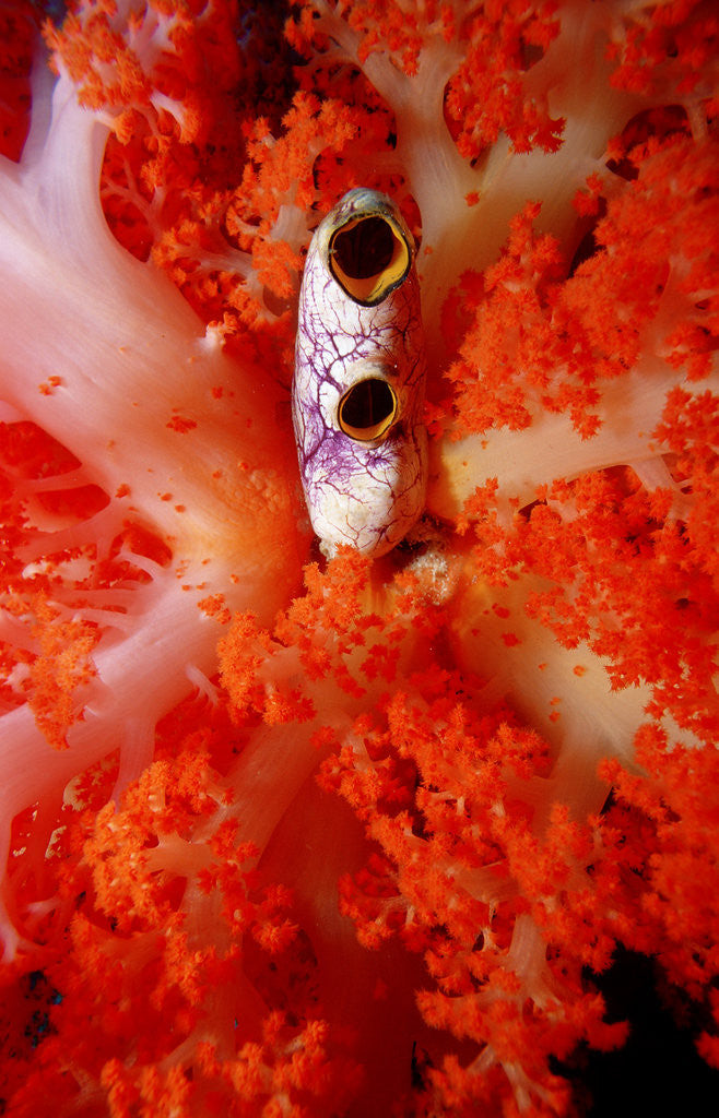 Detail of Sea Squirt Tunicate growing in Soft Coral (Ascidia), Komodo National Park, Indian Ocean. by Anonymous