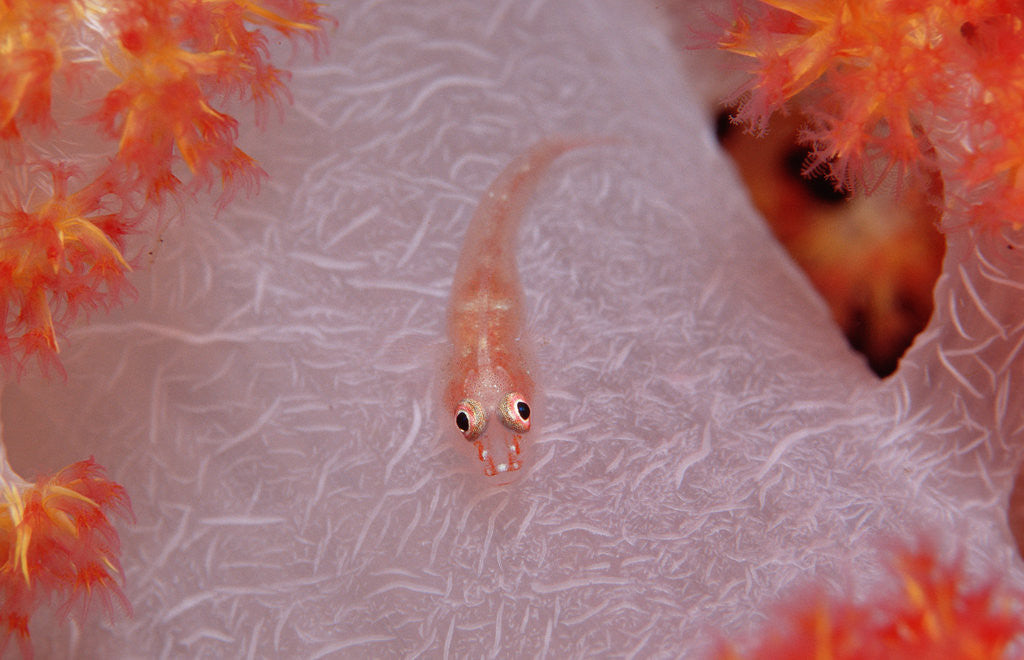 Detail of Common Ghost Goby on a Soft Coral. (Pleurosicya mossambica) Komodo National Park, Indian Ocean by Anonymous