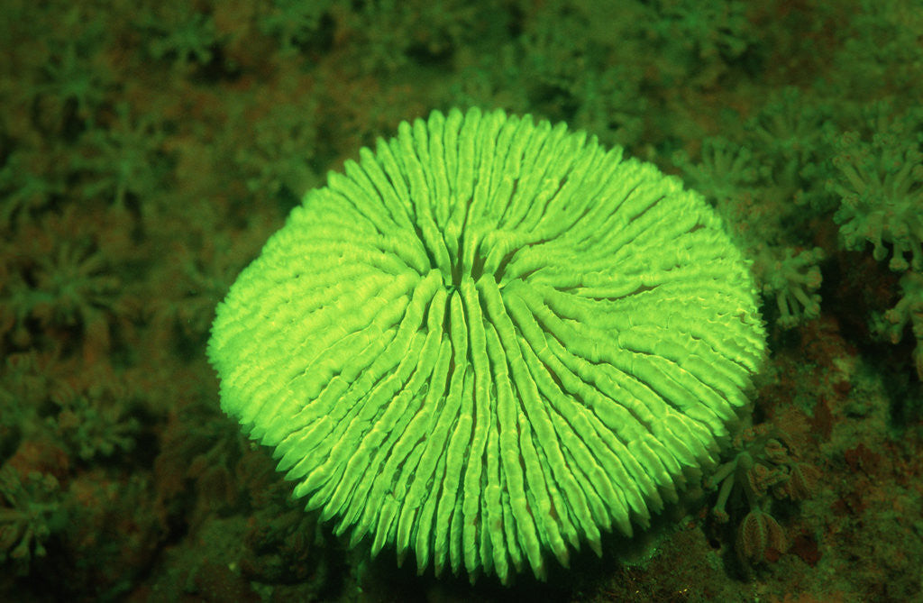 Detail of Fluorescing Mushroom Coral (Ctenactis echinata), Komodo National Park, Indian Ocean. by Anonymous