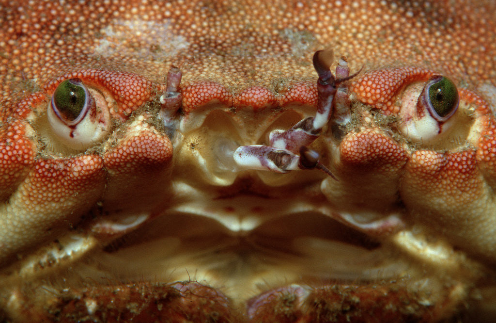 Detail of Close-up of a European Crab face showing its eyes (Cancer pagurus), Atlantic ocean. by Corbis