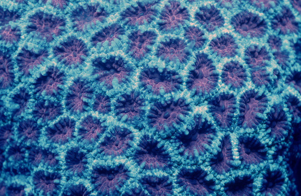 Detail of Fluorescing Hard Coral, Komodo National Park, Indian Ocean. (Compare with 438802) by Anonymous