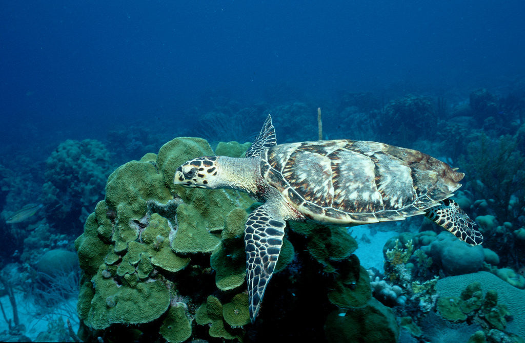 Detail of Hawksbill Sea Turtle swimming over a Coral Reef (Eretmochelys imbricata), Caribbean Sea. by Anonymous