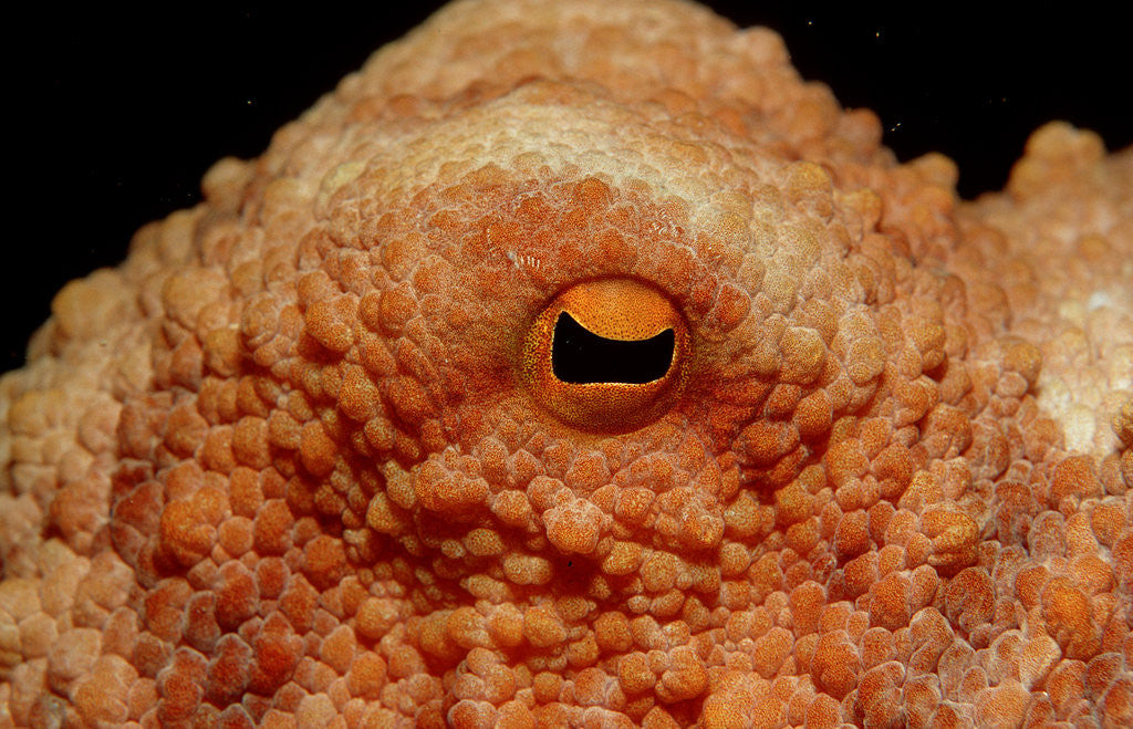 Detail of Octopus head and eye. (Octopus vulgaris) Mediterranean Sea by Anonymous