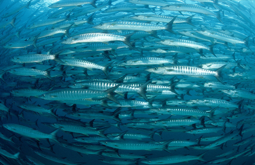 Detail of Blackfin Barracuda (Sphyraena qenie) Pacific Ocean by Anonymous