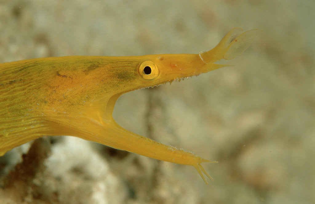 Detail of Yellow Ribbon Eel (Rhinomuraena quaesita) Rhinomuraena quaesita by Anonymous