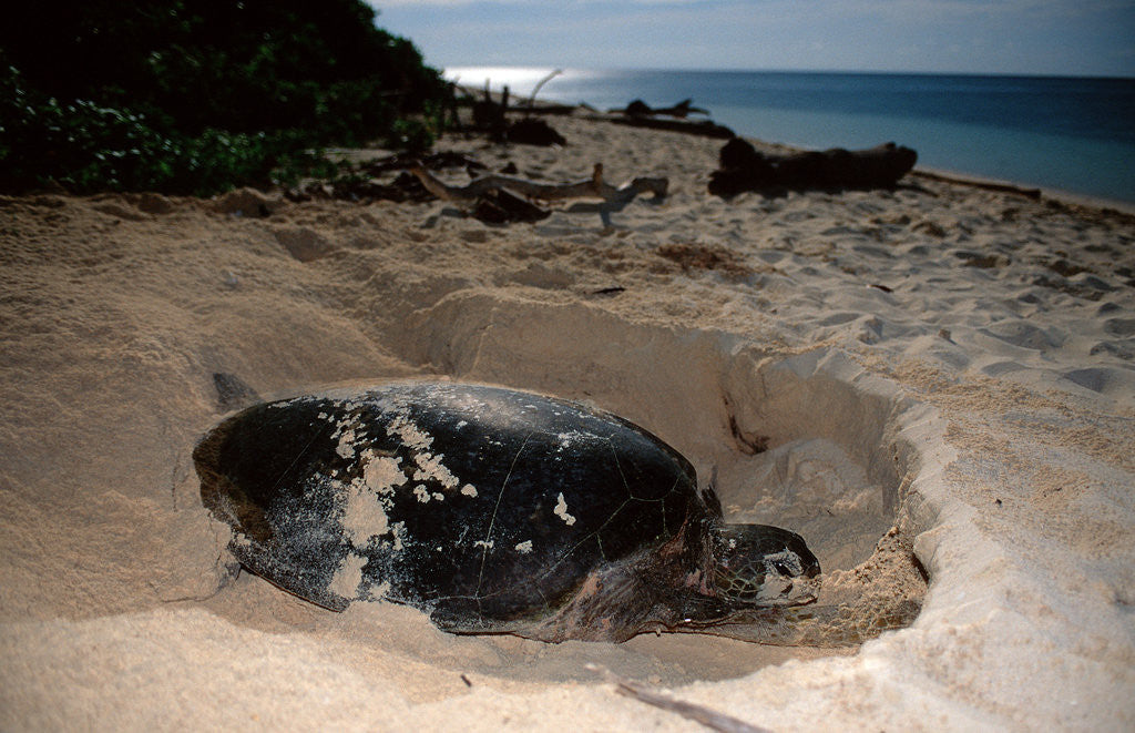 Detail of Green Sea Turtle digging a nesting hole on a beach (Chelonia mydas), Pacific Ocean, Borneo. by Corbis