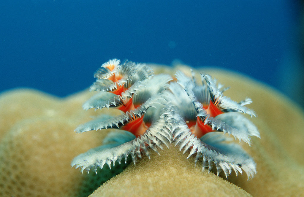 Detail of Christmas Tree Worms growing on Coral (Spirobranchus giganteus), Pacific Ocean, Borneo. by Corbis