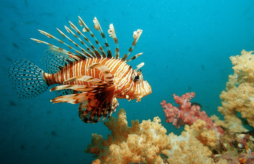 Detail of Lionfish or Turkeyfish (Pterois volitans), Indian Ocean, Andaman Sea. by Corbis