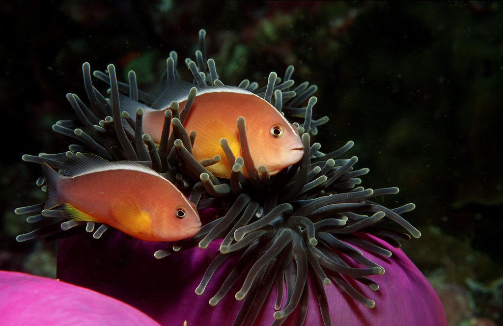 Detail of Skunk Anemonefishes (Amphiprion sandaracinos) in a Sea Anemone, Indian Ocean, Andaman Sea. by Anonymous