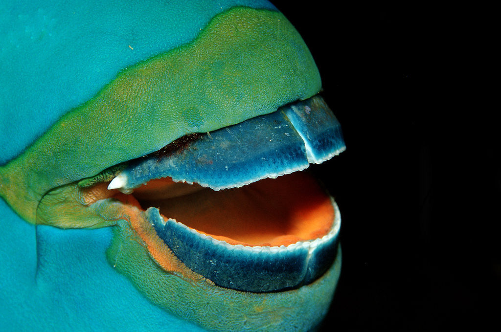 Detail of Close-up of a Greentroat Parrotfish mouth and beak by Corbis