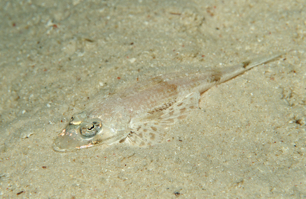 Detail of Longsnout Flathead Crocodilefish (Thysanophrys chiltonae) by Anonymous