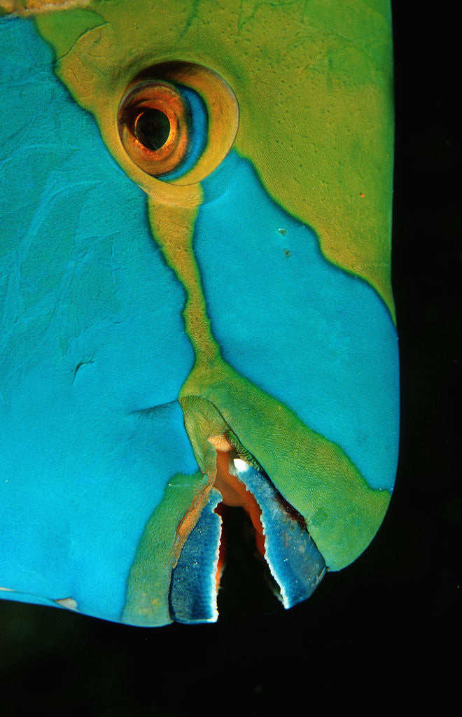 Detail of Close-up of a Greentroat Parrotfish head by Anonymous