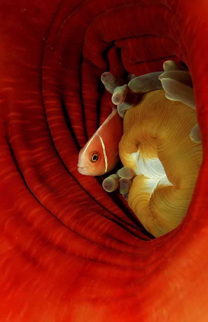 Detail of Pink Anemonefish (Amphiprion perideraion) deep in a Sea Anemone, Pacific Ocean. by Anonymous