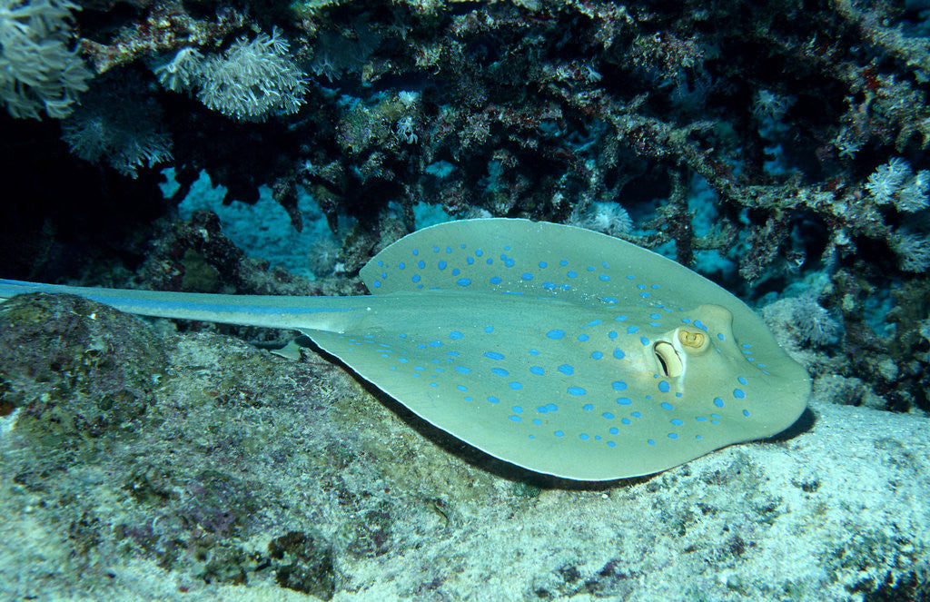 Detail of Blue-spotted Ribbontail Ray (Taeniura lymma), Red Sea. by Corbis