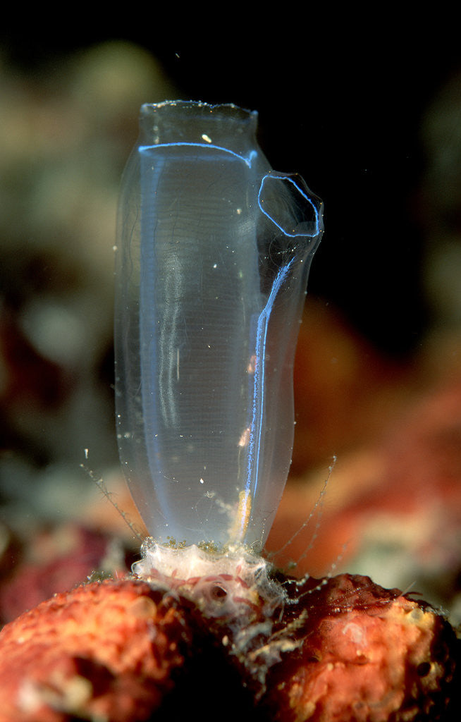 Detail of Sea Squirt Tunicate (Ascidia), Komodo National Park, Indian Ocean. by Anonymous