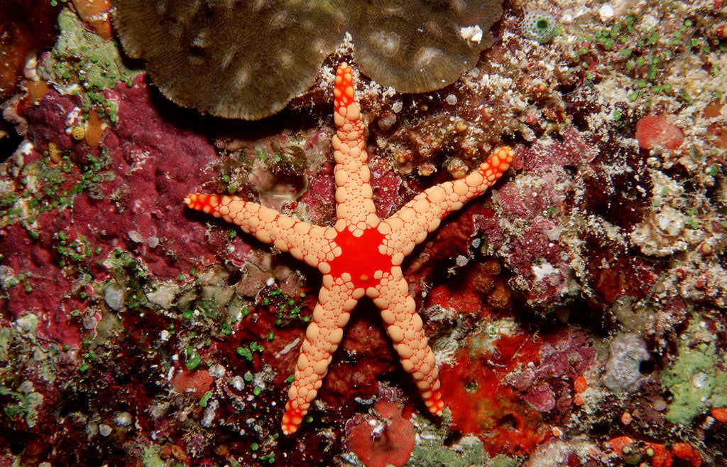 Detail of Red-mesh Starfish (Fromia monilis), Indian Ocean. by Anonymous