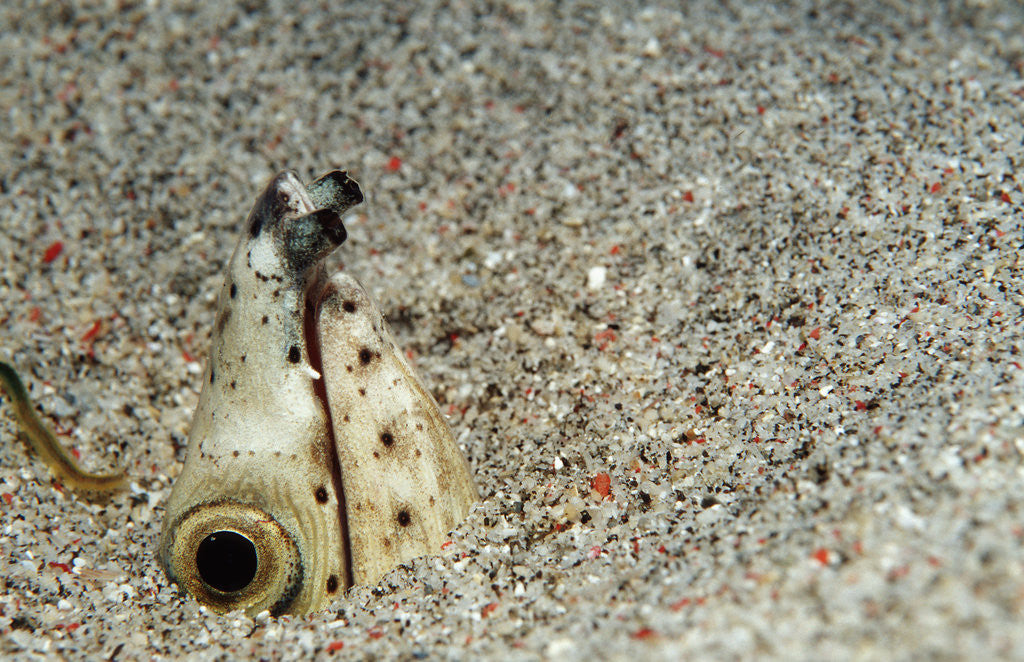 Detail of Dark-shouldered Snake Eel head in the sandy ocean floor by Anonymous