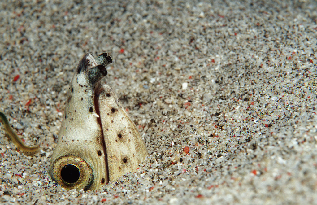 Detail of Dark-shouldered Snake Eel head in the sandy ocean floor by Corbis