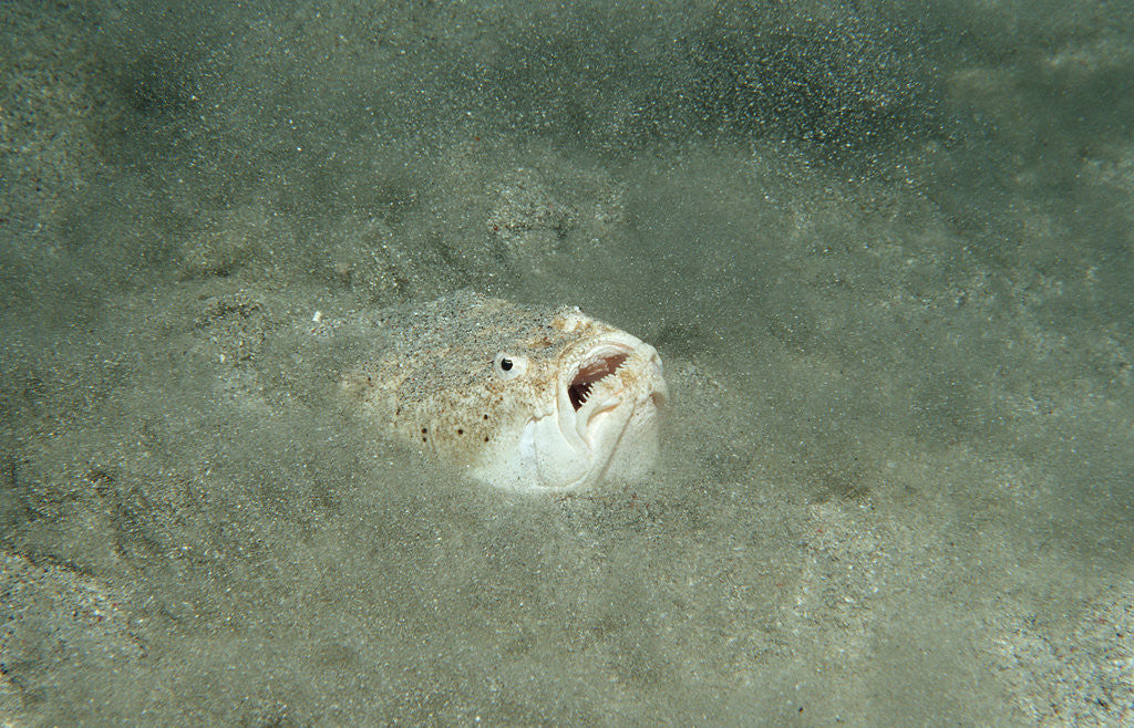 Detail of Marbled Stargazer (Uranoscopus bicinctus), Komodo National Park, Indian Ocean. by Anonymous