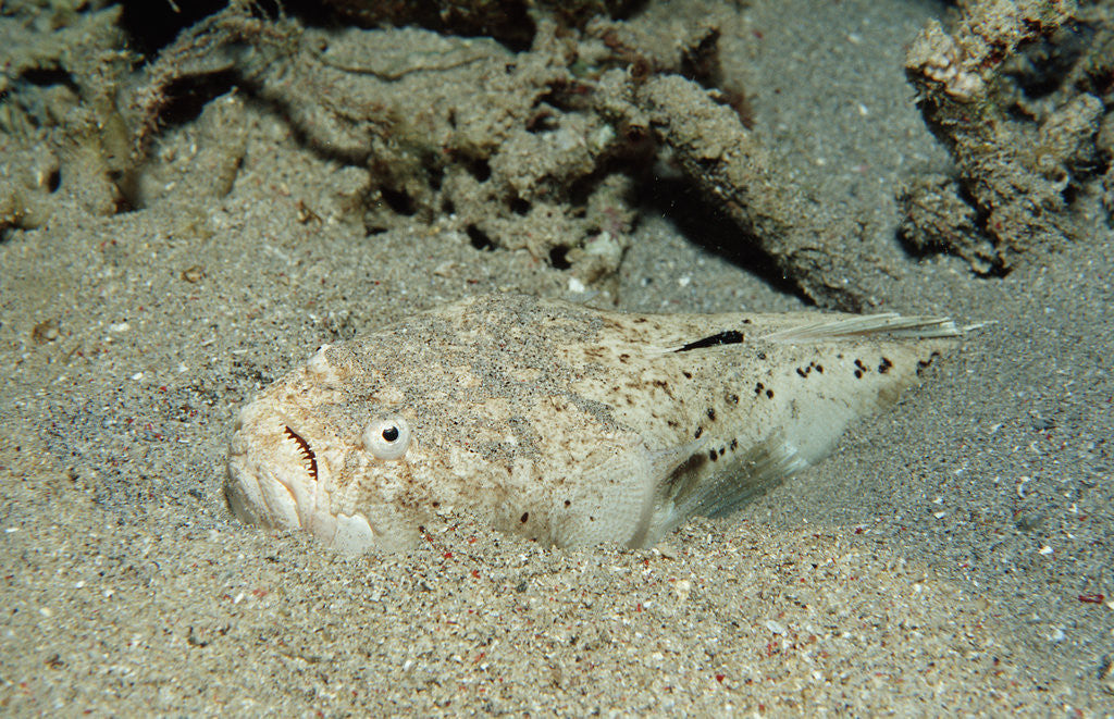 Detail of Marbled Stargazer (Uranoscopus bicinctus), Komodo National Park, Indian Ocean. by Anonymous