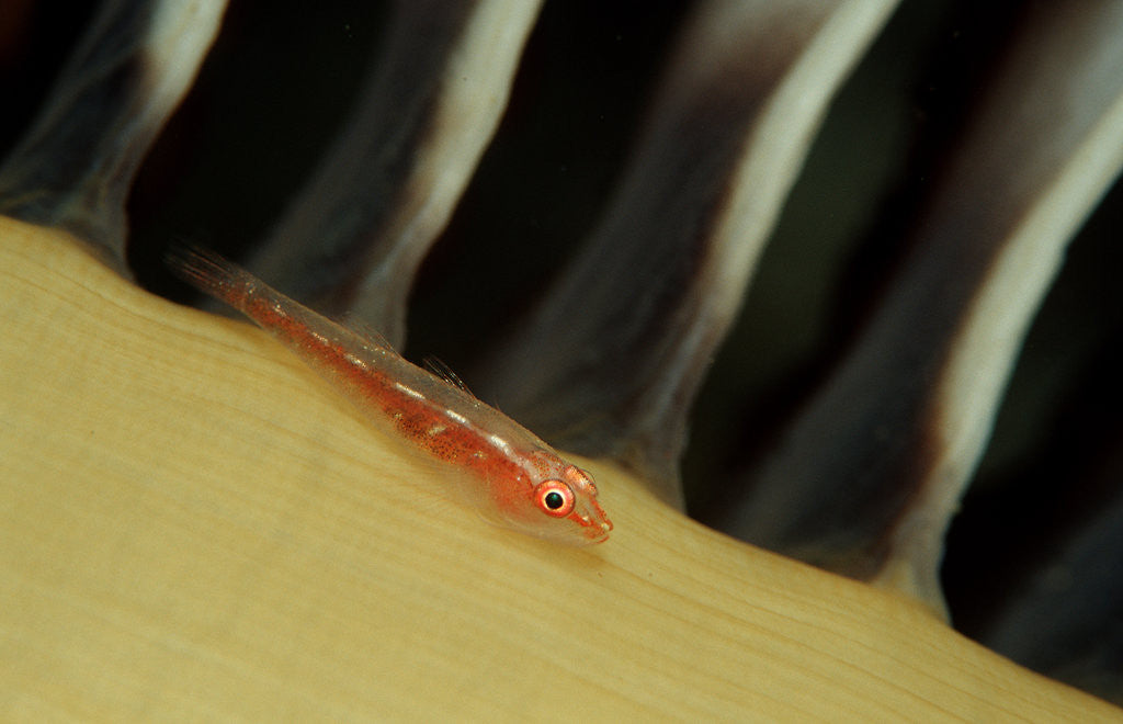 Detail of Common Ghost Goby on a Sea Pen. (Pleurosicya mossambica) Komodo National Park, Indian Ocean by Corbis