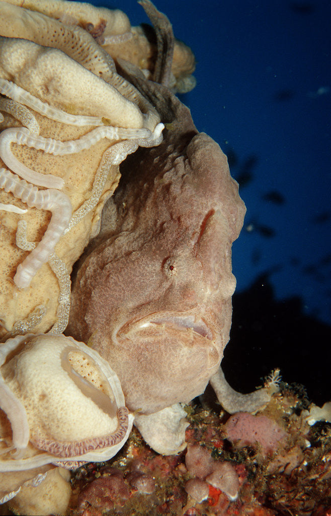 Detail of Close-up view of a Giant Frogfish head showing its lure (Antennarius commersonii) by Anonymous