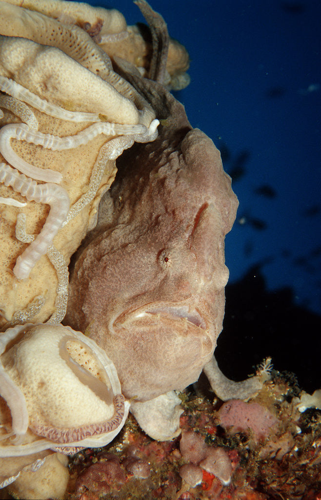Detail of Close-up view of a Giant Frogfish head showing its lure (Antennarius commersonii) by Corbis